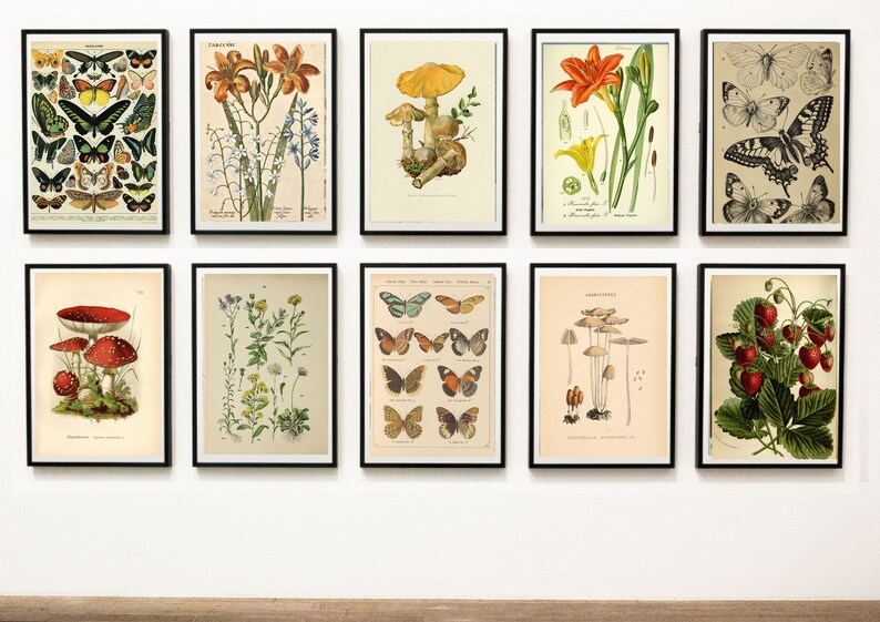 25 Vintage Nature Wall Art Prints