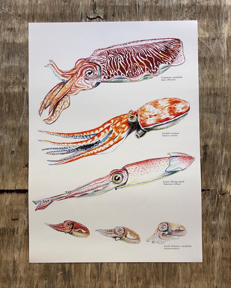 Cephalopod Poster: Nature's Masterpieces