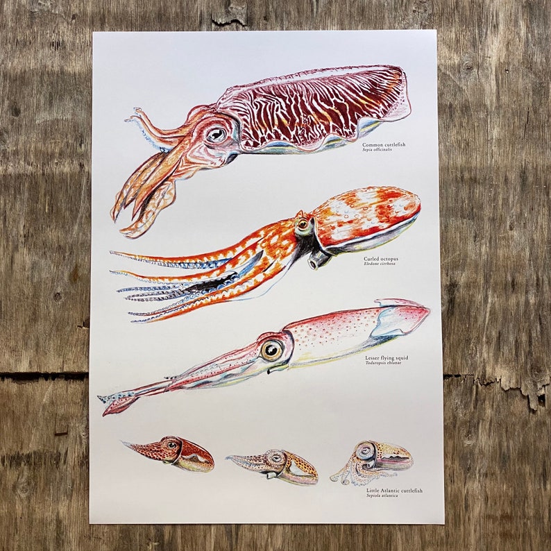 Cephalopod Poster: Nature's Masterpieces